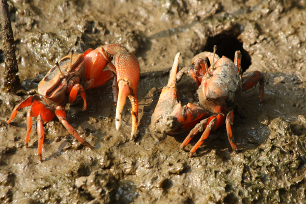 crabs